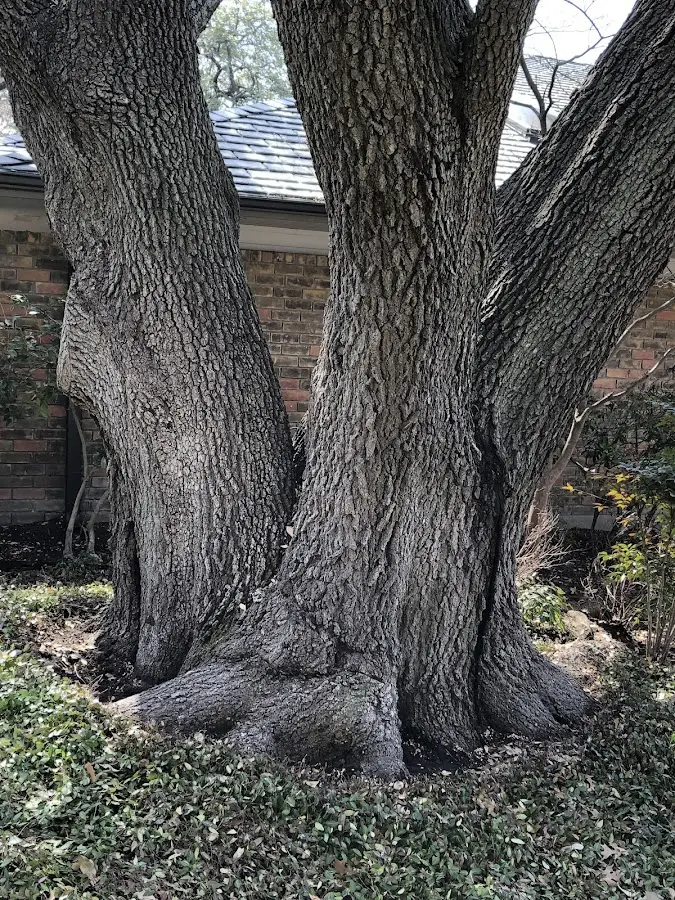 Mature heritage tree close to a Lewistown property cared for by certified arborists